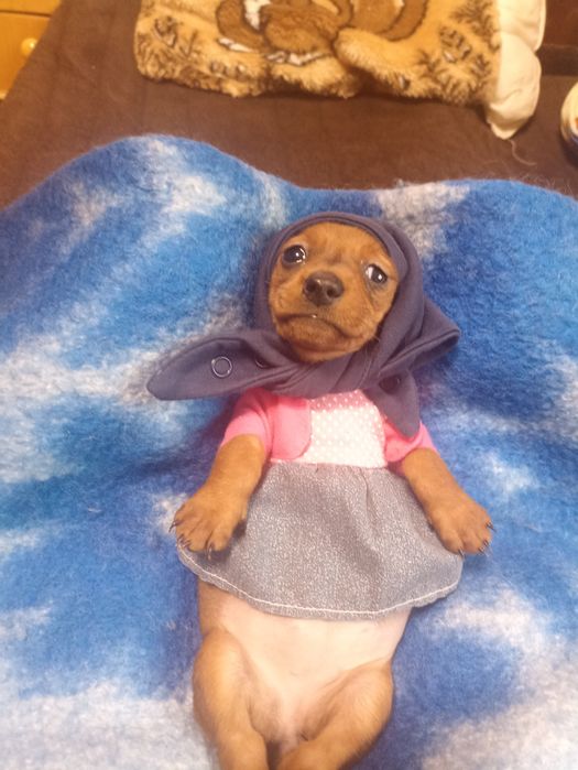 Супер міні таксочки