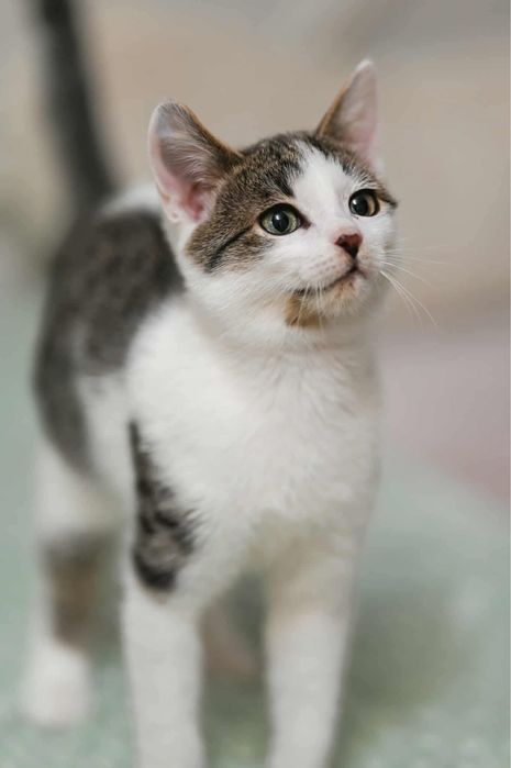 KRIS - slodki kocurek do pokochania!