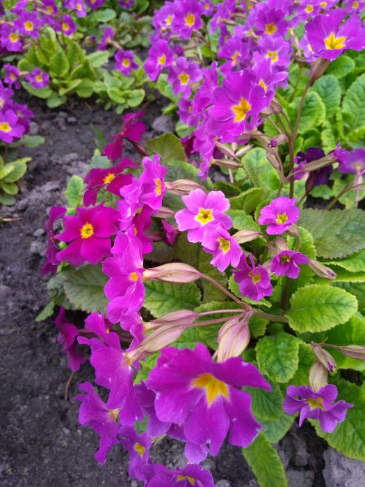 Примула садова первоцвіт