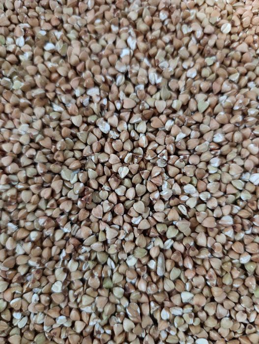 Продається гречка зелена, гурт, мішок 25 кг