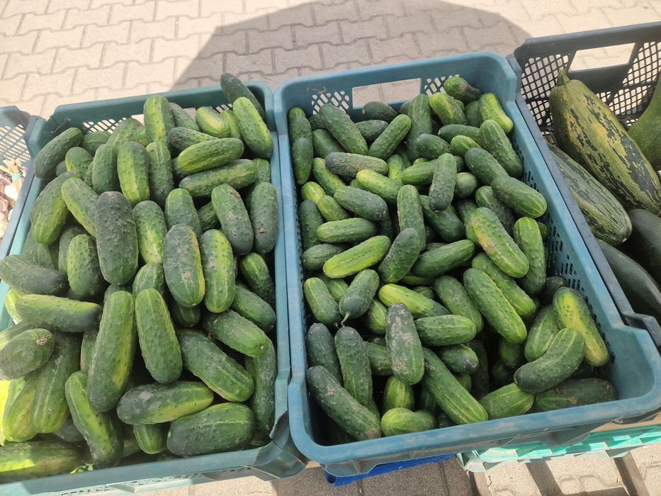 Ogórki świeże gruntowe