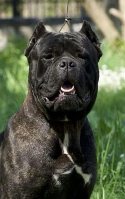 Cane Corso Italiano zapowiedź miotu