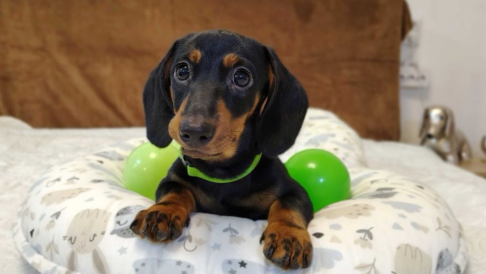 ZAREZERWOWANA Suczka Jamnik krótkowłosy czarna podpalana Kraków