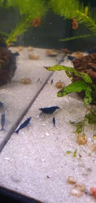 Camarões Neocaridina Blue Dream
