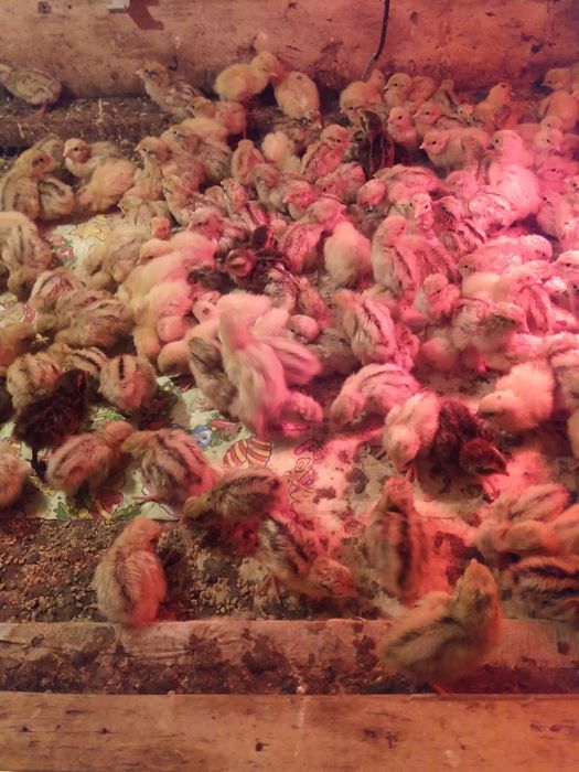 Продам молодняк перепелів .