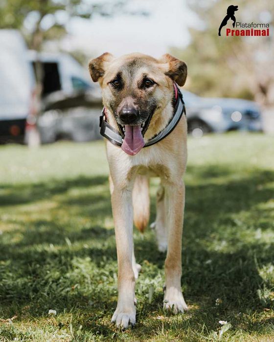 PAULO - Cãozinho para Adoção