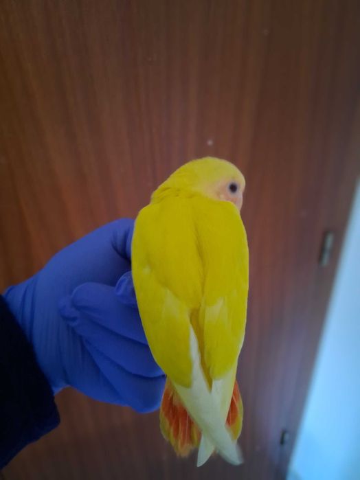 Agapornis Rosicolis criado a mao