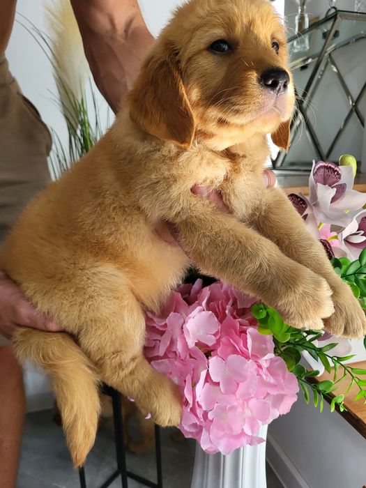 Chłopczyk golden retriever ciemno złote