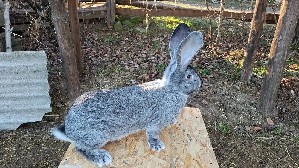 Бельгійський велетень