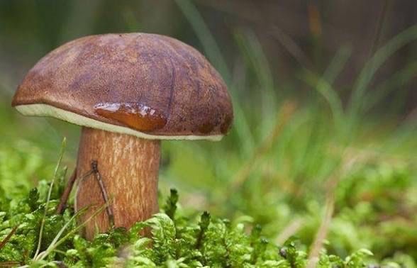 Świeże grzybki podgrzybki