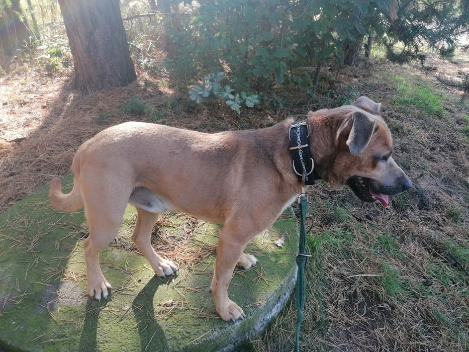 Oddam pięknego psa