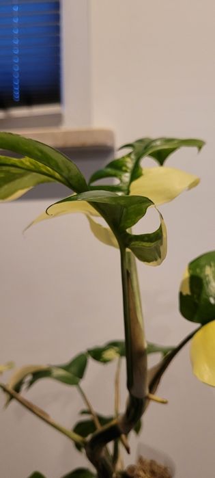 Szczyt monstery Rhaphidophora tetrasperma 'Variegata'