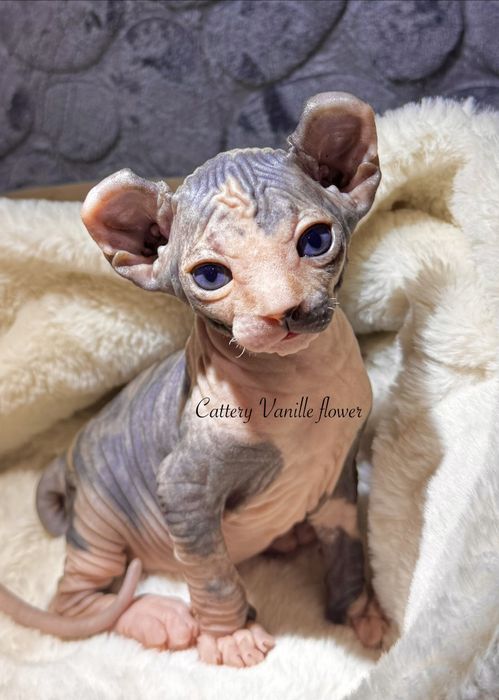 Девочка эльф с родословной