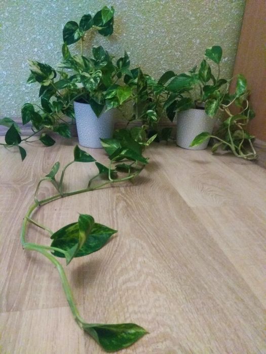 Dwa Epipremnum Złociste w biało-srebrnych osłonkach Komplet