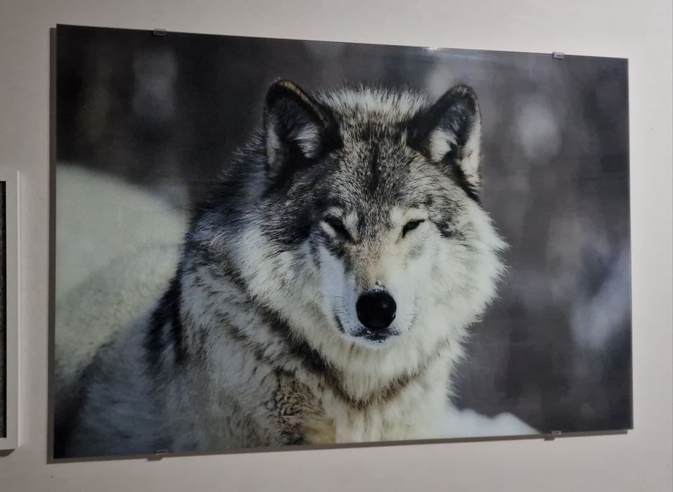 Obraz szklany wilk 120x80