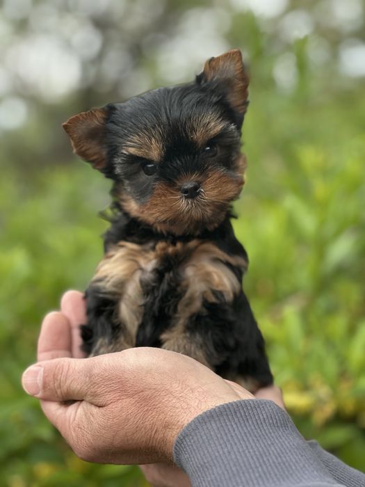 Мікро хлопчик для обожнювання