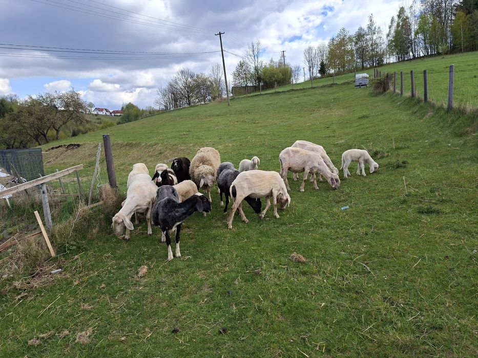 Sprzedam barana bergschaft