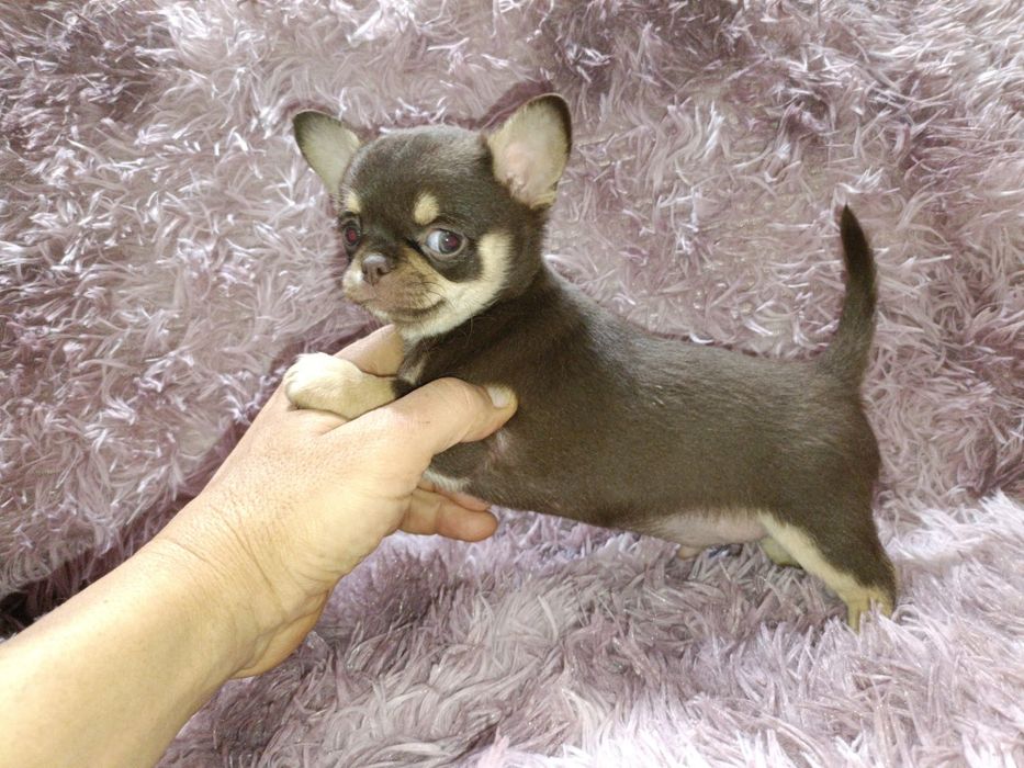 Machinho chihuahua mini chocolate tan