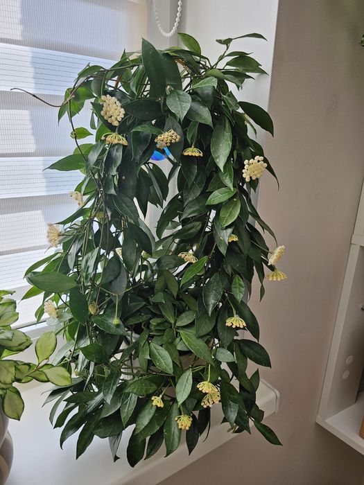 Хойя Hoya rebecca, flamingo dream