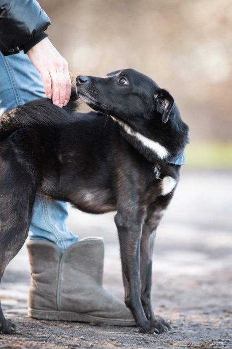 Smutny Piesek Lesio do adopcji!