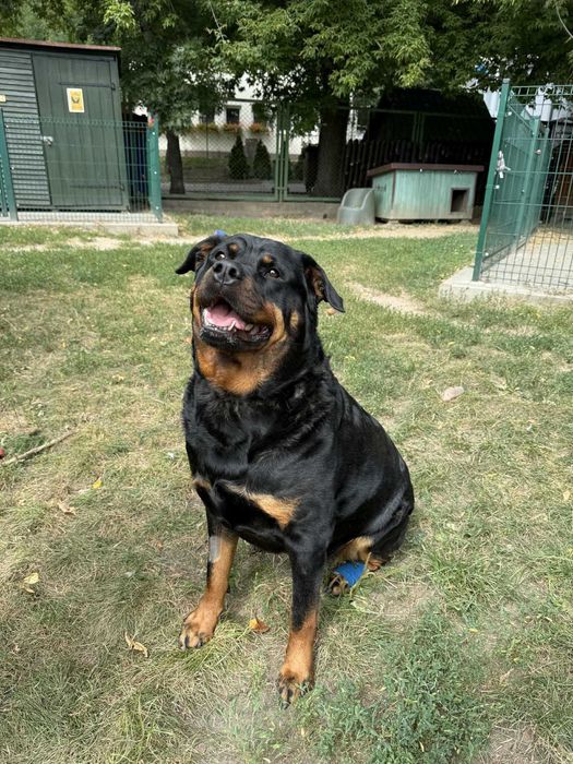 Irma - wyjątkowa dama w typie Rottweilera szuka domu - 6036/25