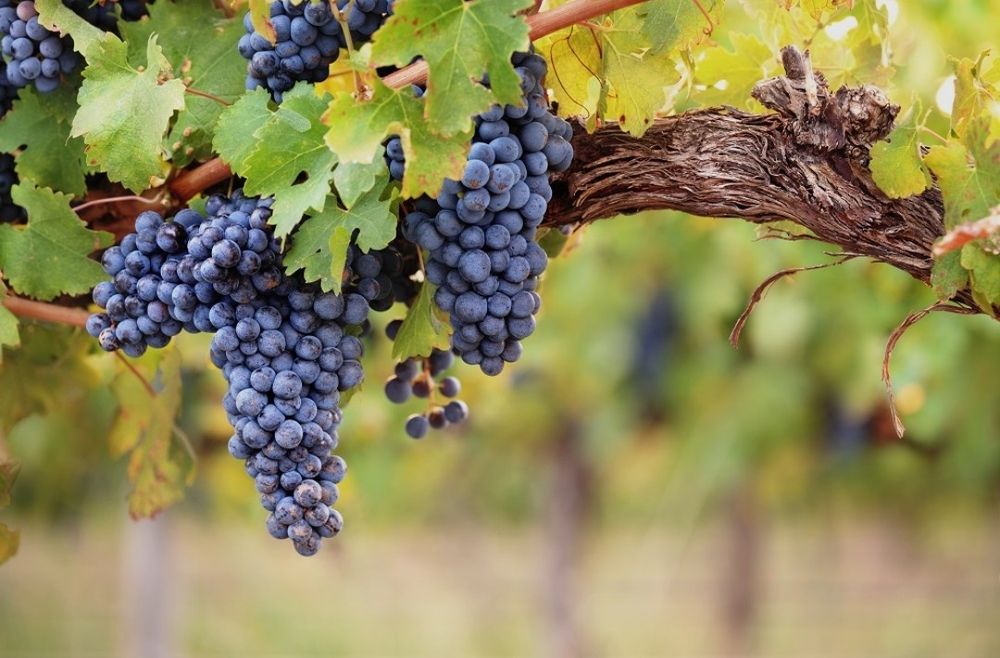 Uvas para Vinho  Tintas  (A partir de 10 de Setembro)