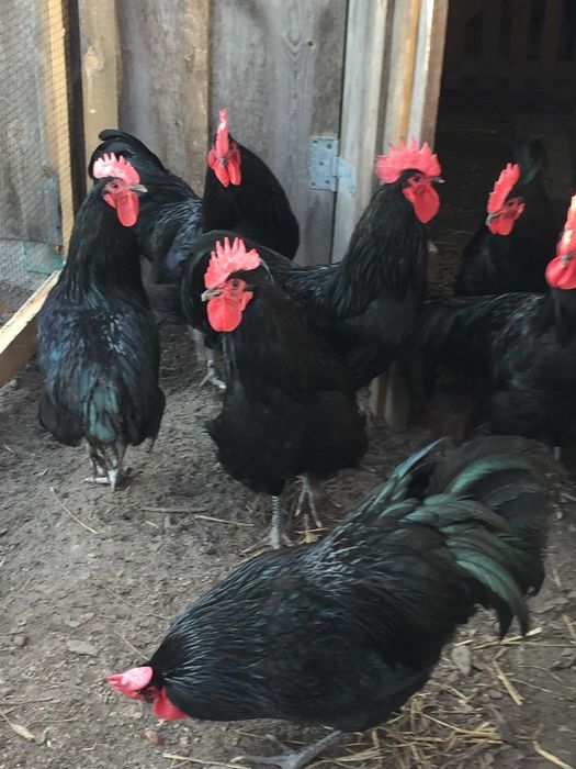 Jajka australorp czarny