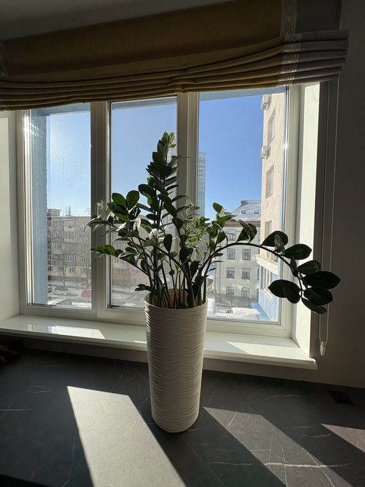 Цветок Замиокулькас 100 см в белом вазоне