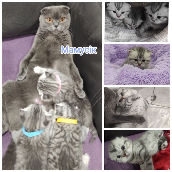 В'язка шиншилового серебристого кота, прямовухий  шотландець