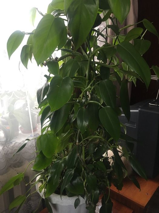 Филодендрон (черенки)