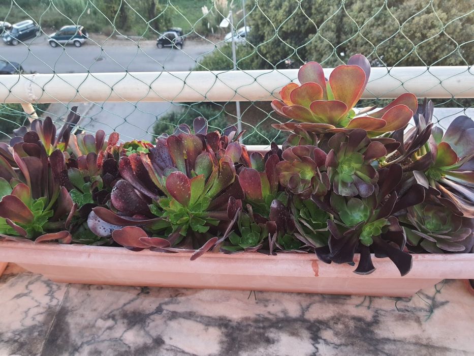 Floreiras com suculentas