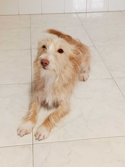 Cão para adoção responsável