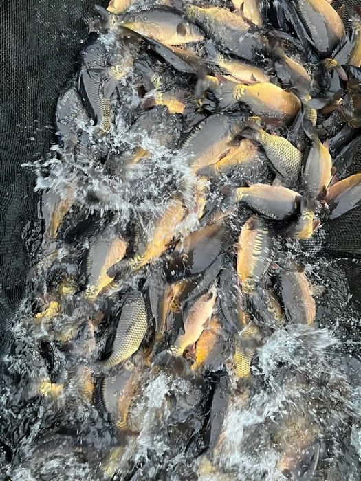 Kroczek karpia zarybienie