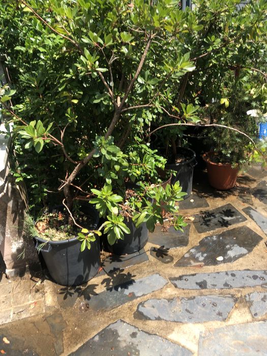 Medronheiros e Zimbros