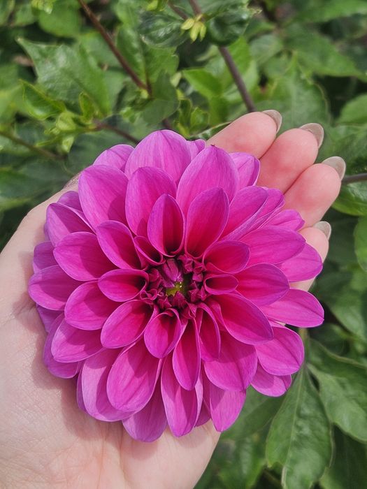 Karpy dalii - różowe