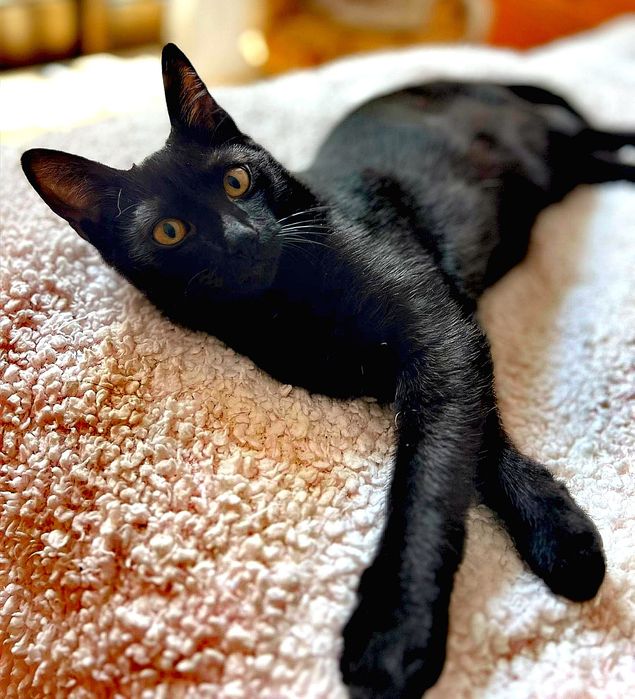 Gatinhos para adopção