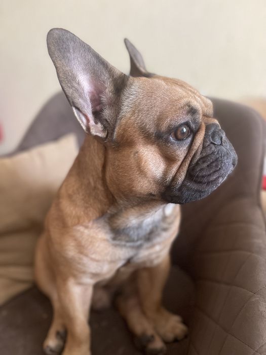 Кобель французского бульдога