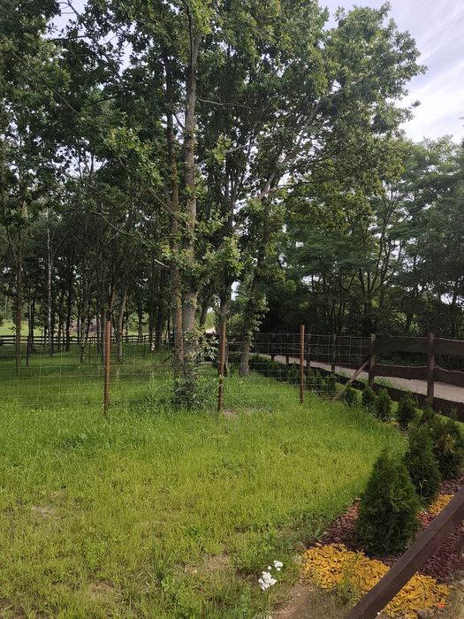 Działka, zagajnik na Mazurach