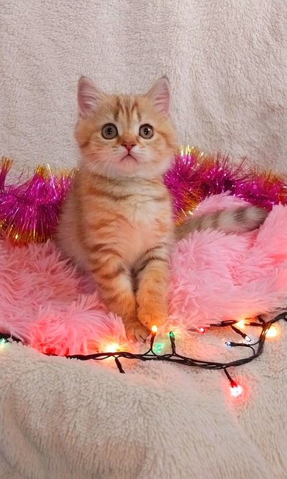 Золота шиншила таббі дівчинка красунечка