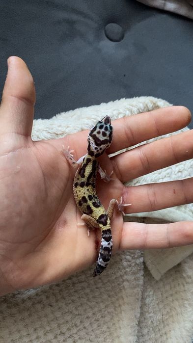 Eublefary lamparcie