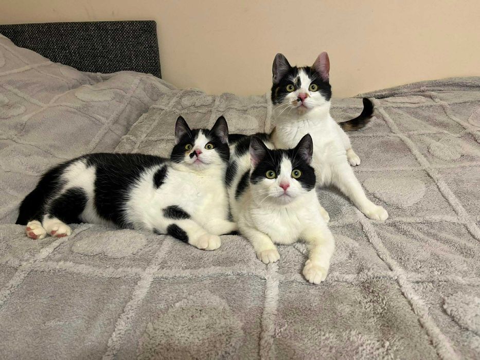 Mały słodziak kocurek FERRERO szuka domku!