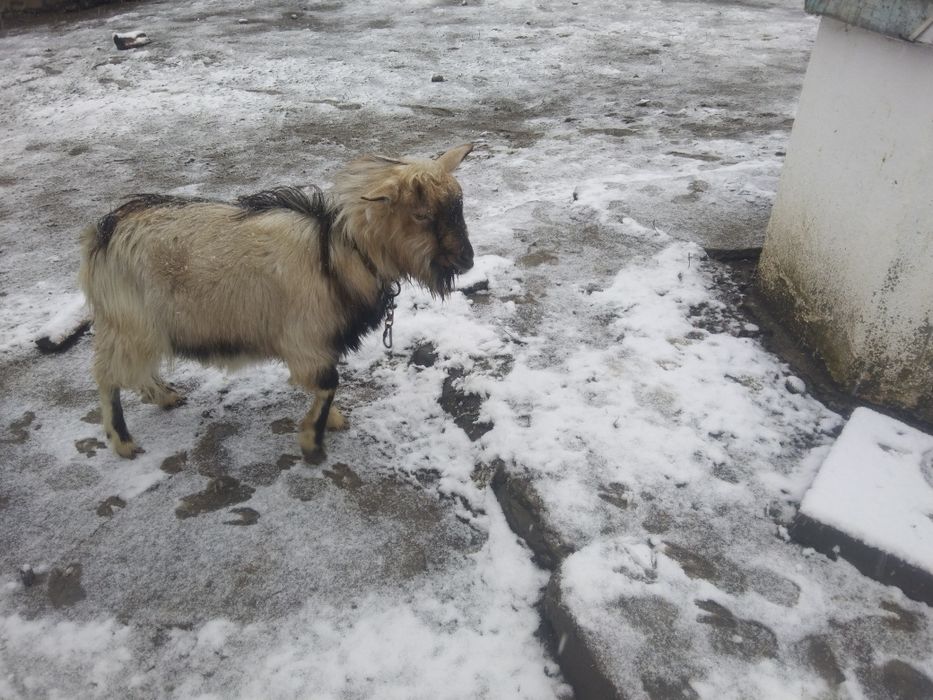 Пропоную для зв'язки  молодого цапа