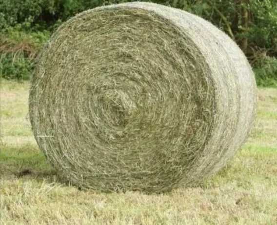 Uwaga siano na sprzedaż