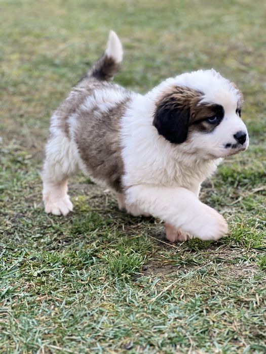 Маленька дівчинка сенбернар