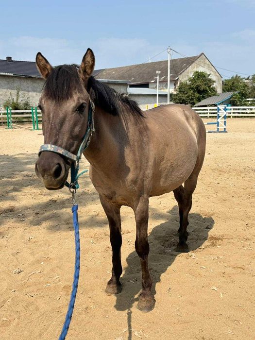 Konik polski do sportu, rekreacji czy hipoterapii/ zamienię