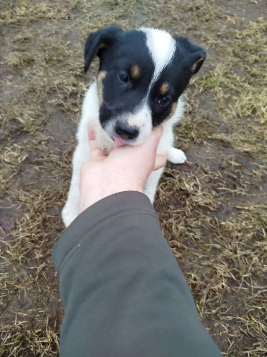 Szczeniaki 2 samce 4 suczki