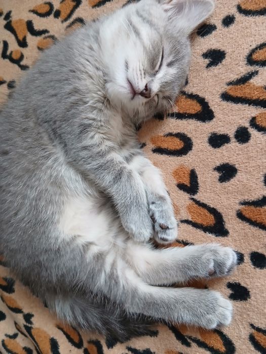жывотные котёнок