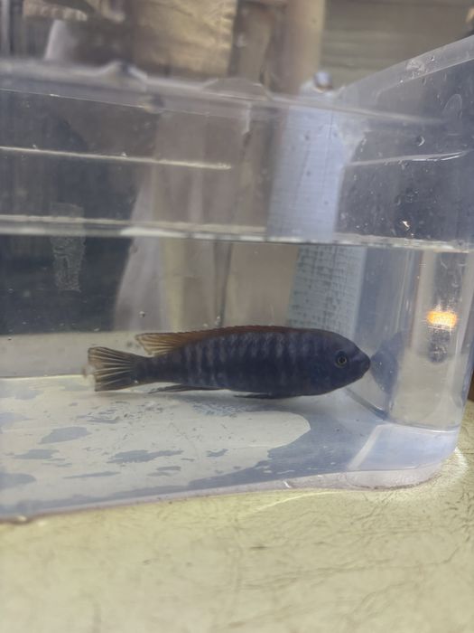 Labeotropheus Thumbi West MACHO