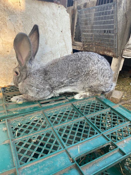 Продам кролі. Шиншила, французький баран