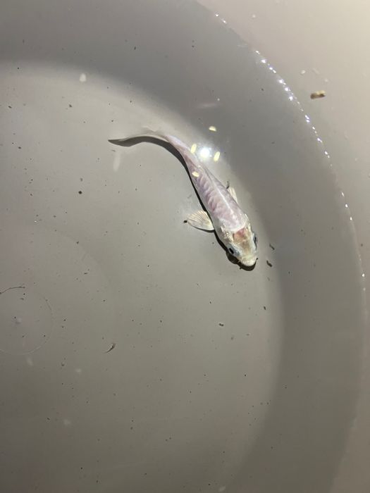 Carpas koi.